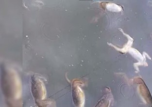 अर्घाखाँचीको पोखरीमा मरेका २७ बाँदरले विष खान पुगेको अनुमान